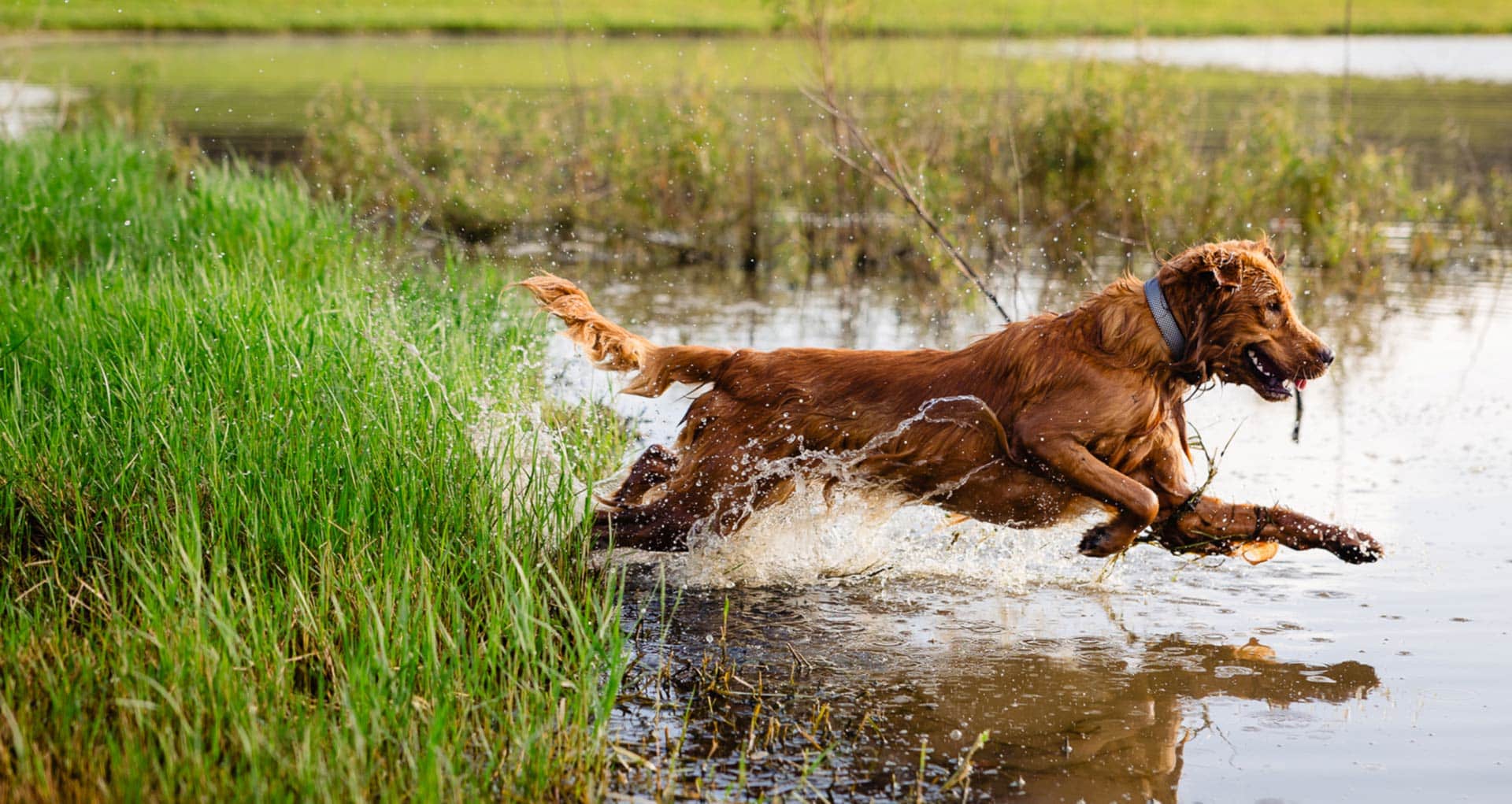 Dog jumping in pond