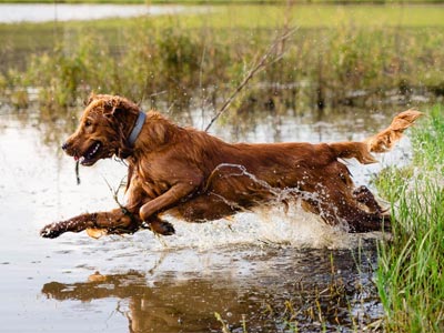 dog running